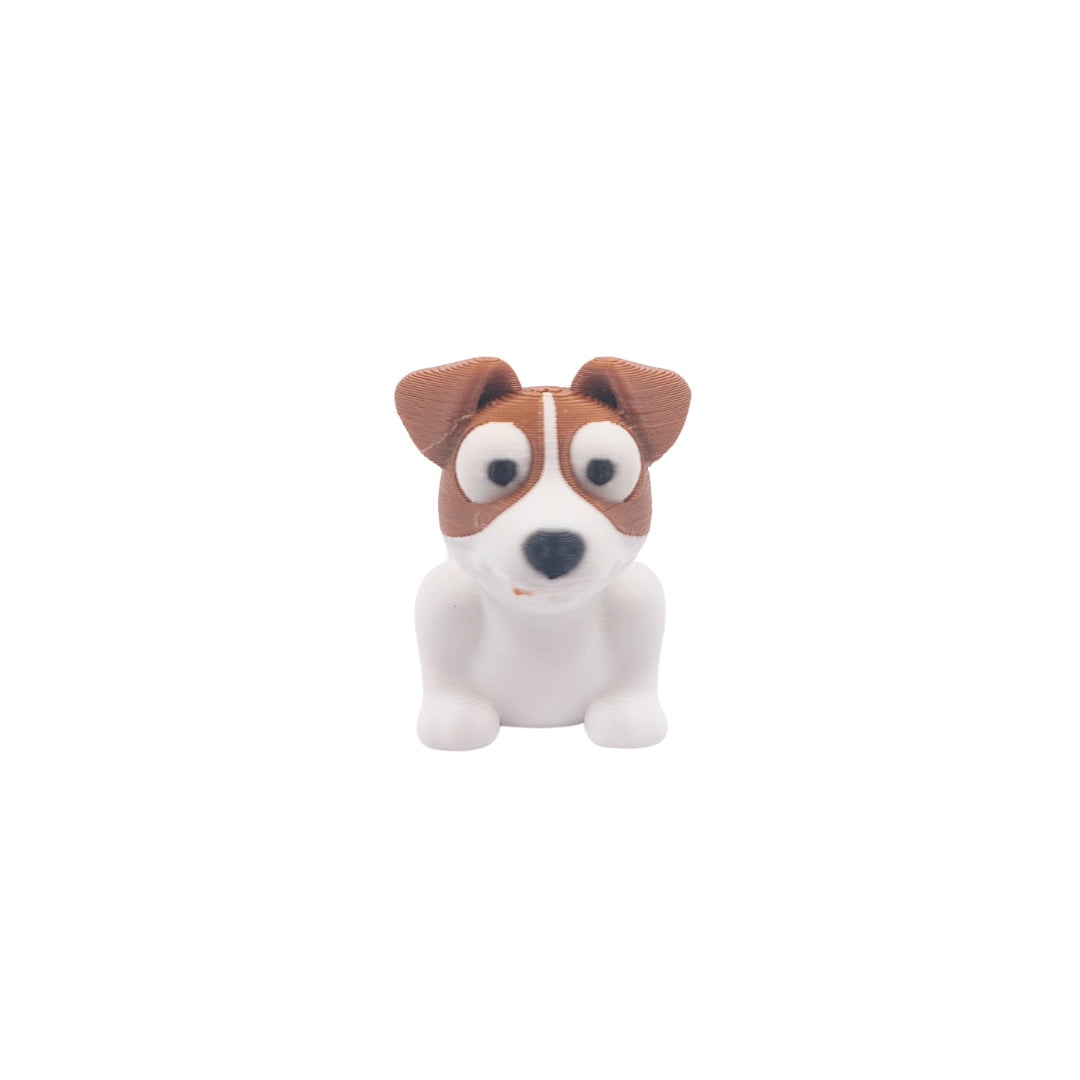Jack Russel Terrier